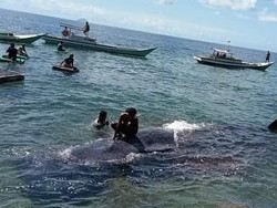 Ikan Paus Terdampar di Pesisir Bulukumba, Warga Ramai-ramai Mendekat