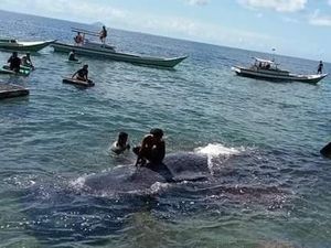 Ikan Paus Terdampar di Pesisir Bulukumba, Warga Ramai-ramai Mendekat Ikan Paus Terdampar di Pesisir Bulukumba, Warga Ramai-ramai Mendekat