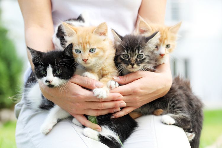 Mengungkap Alasan Variasi Warna Bulu Anak Kucing Sekandung