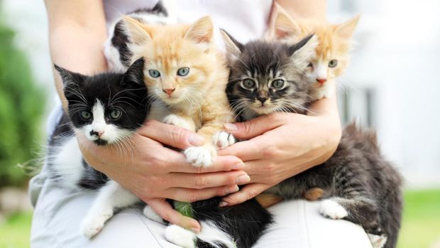 Ilustrasi anak kucing