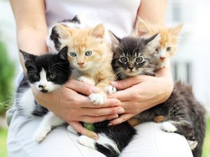 Mengenal 13 Nama Anak Hewan yang Ada di KBBI, dari Cemeng sampai Bocokok Mengenal 13 Nama Anak Hewan yang Ada di KBBI, dari Cemeng sampai Bocokok