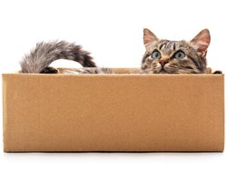 Ilmuwan Temukan Kucing dengan Warna Langka, Seperti Apa Rupanya?