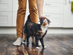 6 Tanda Kecerdasan yang Mungkin Kamu Punya, Pelihara Hewan Termasuk