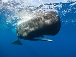 Mengenang Tragisnya Kisah Paus Meledak