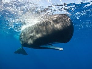 Mengenal Paus Sperma dan Kenapa Dinamakan Begitu Mengenal Paus Sperma dan Kenapa Dinamakan Begitu