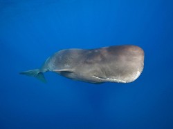 3 Hewan Mamalia Ini Bisa Tahan Napas Berjam-jam dalam Air