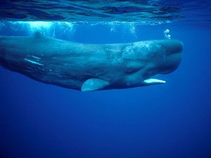 Bagaimana Cara Mamalia Laut Menyusui Anaknya? Ternyata Begini Prosesnya