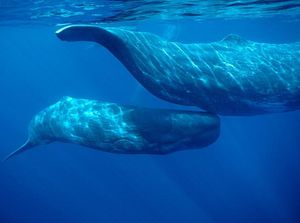 Sejarah Hari Konvensi Paus Setiap 2 Desember