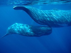 Sejarah Hari Konvensi Paus Setiap 2 Desember