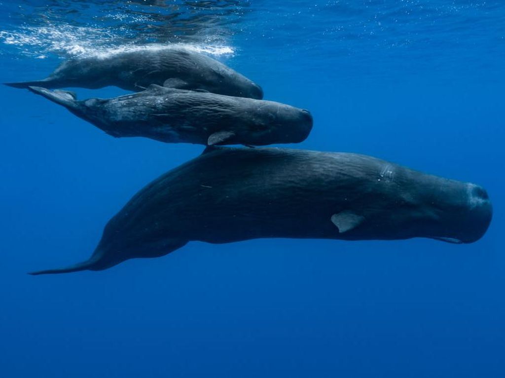 Bukan Ikan, Paus Adalah Jenis Mamalia Laut Bukan Ikan, Paus Adalah Jenis Mamalia Laut