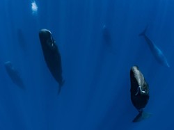 Ternyata Ini Hewan yang Tidur Secara Vertikal, Kok Bisa Ya?