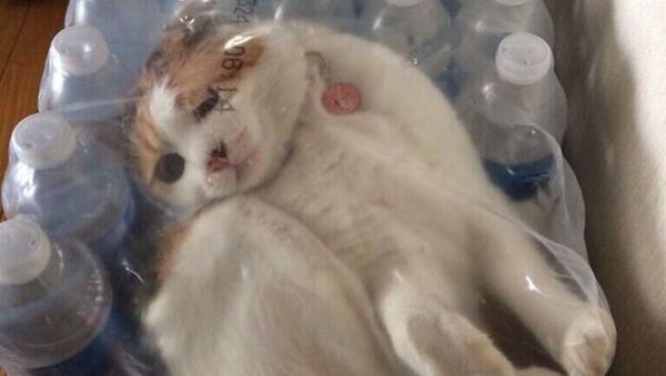 Bermacam Kelakuan Kucing yang Bikin Ngakak