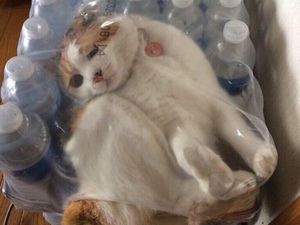 Bermacam Kelakuan Kucing yang Bikin Ngakak