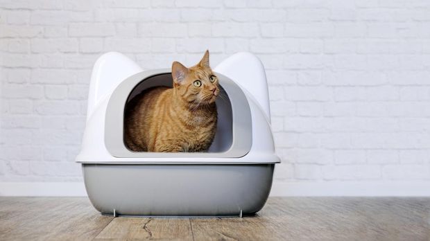 Cute ginger cat sitting in a litter box and looking sideways. Panoramic image with copy space.
