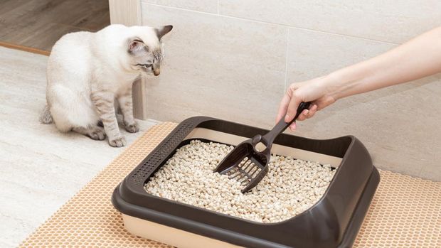 female hand cleaning cat litter box with shovel at home. Cleanliness and hygiene concept