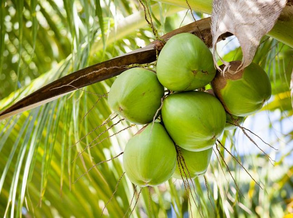 Mengenal Kelapa Genjah: Jenis, Cara Tanam, dan Manfaatnya Mengenal Kelapa Genjah: Jenis, Cara Tanam, dan Manfaatnya