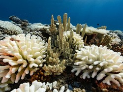 Warning! Ocean Warming Ancam 590 Jenis Terumbu Karang di Indonesia