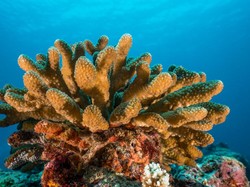 Mendengarkan Suara Terumbu Karang