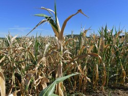 Pemerintah Gelontorkan Rp 95 T Buat Genjot Budidaya Jagung hingga Kedelai