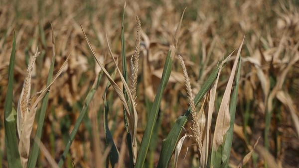 Petani Eropa Mumet, Gelombang Panas Ganggu Panen Jagung