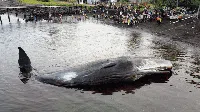Dramatis, Foto Ini Ungkap Akhir Kisah Paus Terdampar di Banyuwangi