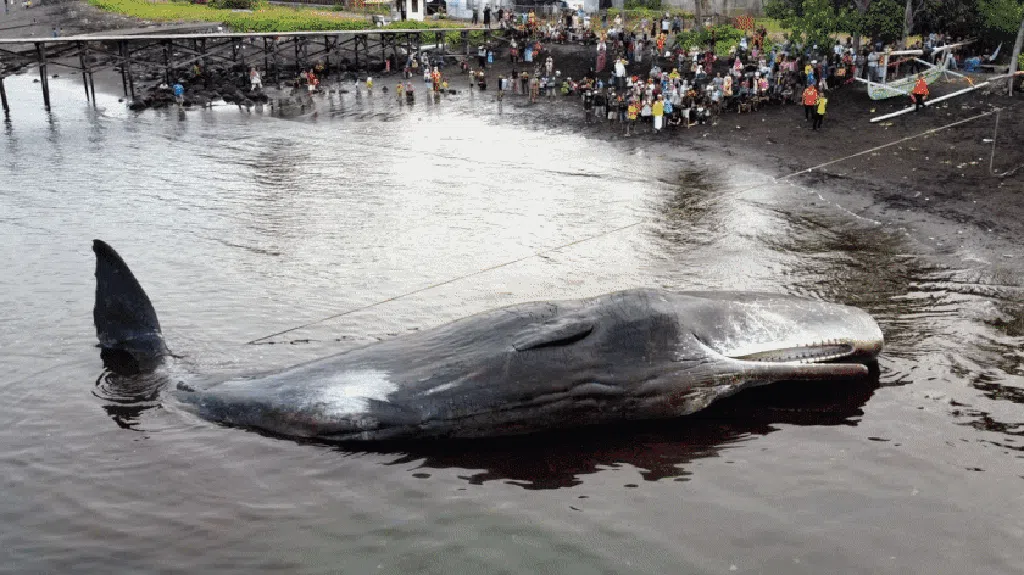 Dramatis, Foto Ini Ungkap Akhir Kisah Paus Terdampar di Banyuwangi Dramatis, Foto Ini Ungkap Akhir Kisah Paus Terdampar di Banyuwangi