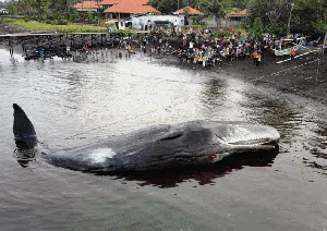 Dramatis, Foto Ini Ungkap Akhir Kisah Paus Terdampar di Banyuwangi Dramatis, Foto Ini Ungkap Akhir Kisah Paus Terdampar di Banyuwangi