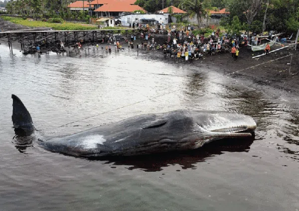 Dramatis, Foto Ini Ungkap Akhir Kisah Paus Terdampar di Banyuwangi