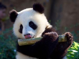 Pengertian Bahasa Panda Adalah: Contoh Soal dan Cara Mengerjakannya