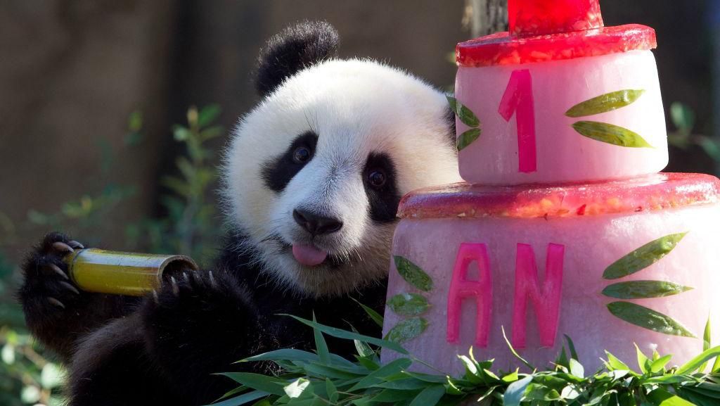 Potret Perayaan Ulang Tahun Panda Kembar di Prancis, Gemas Banget