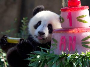 Potret Perayaan Ulang Tahun Panda Kembar di Prancis, Gemas Banget