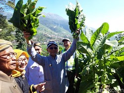 Mulai Panen, Warga Lereng Merbabu Gelar Tradisi Tungguk Tembakau