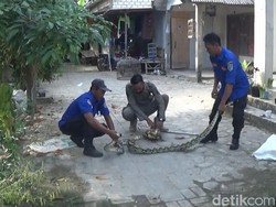 Ngeri! Piton 4 Meter Bersarang-Bertelur di Kandang Sapi Resahkan Warga Tuban