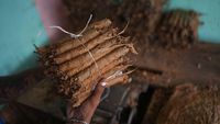 Wanginya Cerutu Venezuela Bermula dari Sini