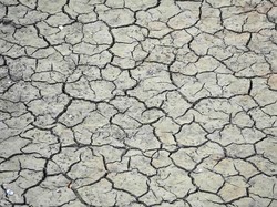 Gelombang Panas di Inggris Bikin Peternak dan Petani Gigit Jari