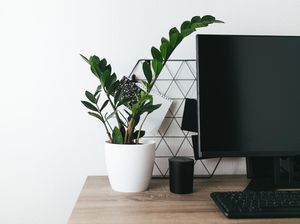 Jenis-Jenis Tanaman Hias yang Bisa Ditanam dalam Ruangan