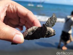 Canggih! 5G Bakal Bisa Bantu Kelestarian Penyu