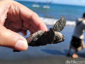 Canggih! 5G Bakal Bisa Bantu Kelestarian Penyu Canggih! 5G Bakal Bisa Bantu Kelestarian Penyu