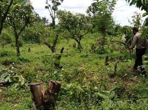 Kisruh Kebun Kakao di Sukabumi, Pohon Ditebang hingga Dibakar