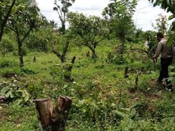Kisruh Kebun Kakao di Sukabumi, Pohon Ditebang hingga Dibakar