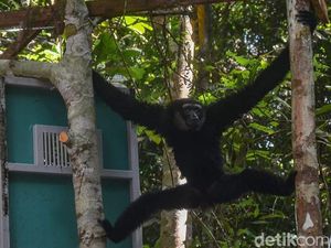Owa Ungko di Pekanbaru Ditangkap Lagi Padahal Baru Dilepas, Ini Alasannya Owa Ungko di Pekanbaru Ditangkap Lagi Padahal Baru Dilepas, Ini Alasannya