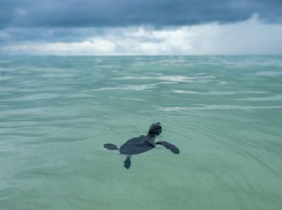 Lucunya Tukik Penyu Saat Dilepasliarkan di Bangka Belitung