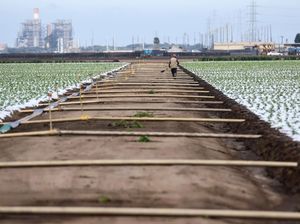 Kekeringan California, Bikin Ratusan Ribu Hektare Lahan Menganggur