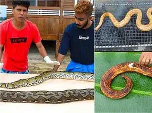 4 Kasus Food Vlogger Santap Spesies Langka, Berakhir Dipenjara!