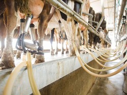 Susu RI 80% Dipasok Impor, Erick Kebut Investasi 12.000 Sapi Frisian Flag