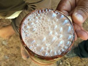 Begini Kesibukan Peternakan Sapi Perah Metode Tradisional dan Canggih Begini Kesibukan Peternakan Sapi Perah Metode Tradisional dan Canggih