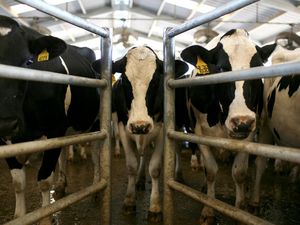 Investor Vietnam Mau Investasi Peternakan Sapi di Sulteng, Minta Lahan 10.000 Ha Investor Vietnam Mau Investasi Peternakan Sapi di Sulteng, Minta Lahan 10.000 Ha