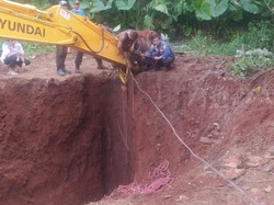 Kerbau di Ciseeng Bogor Mati Usai Terperosok ke Sumur Sedalam 15 Meter