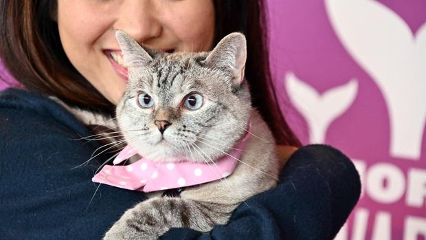 NEW YORK, NEW YORK - MAY 05: Nala the Cat attends the 11th Annual Shorty Awards on May 05, 2019 at PlayStation Theater in New York City.   Astrid Stawiarz/Getty Images for Shorty Awards/AFP (Photo by Astrid Stawiarz / GETTY IMAGES NORTH AMERICA / Getty Images via AFP)