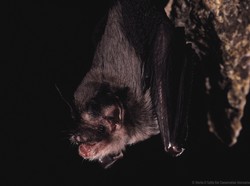 Mengenal Kelelawar Lebah, Mamalia Terkecil-Beratnya Cuma 2 Gram